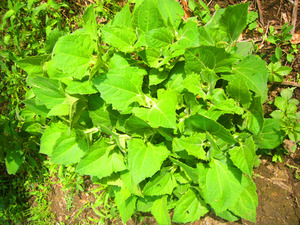 P1060895