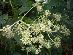 P1050313