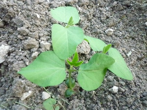 2010 003