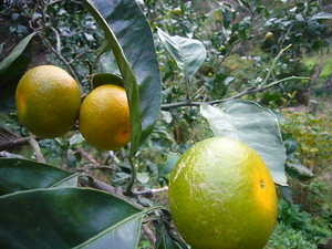 P1050243