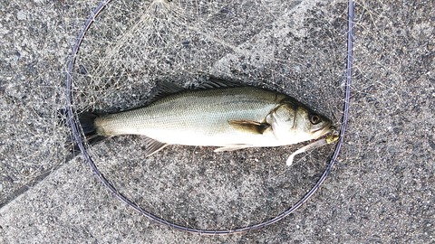 20180504_052407227