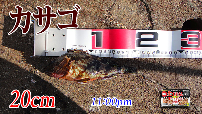 釣果02(カサゴ)670pix