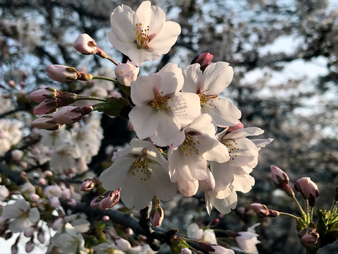 20180422sakura