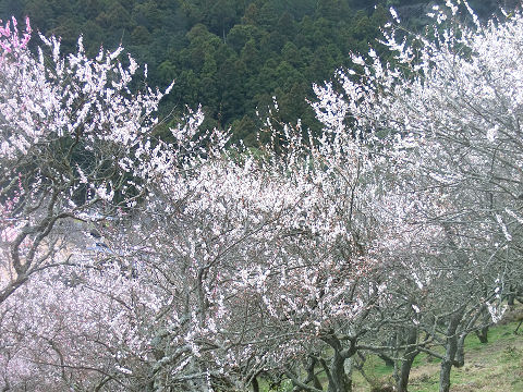 resize30287