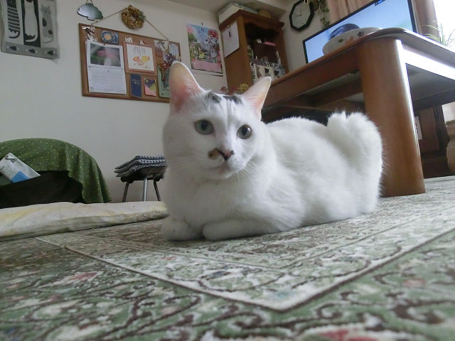 resize28842