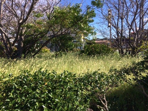 IMG_4681 - ���ԡ�