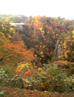 紅葉だよ