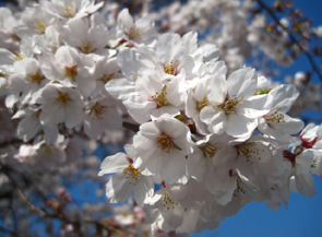 桜が満開♪