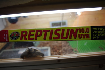 reptisun10.0UVB