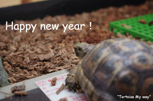 Happy new year!