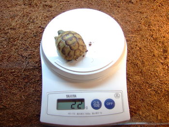 09-11-15 ���ɥ���122
