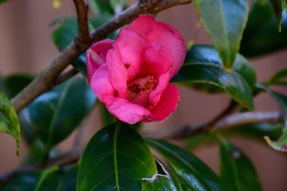 DSC_6058