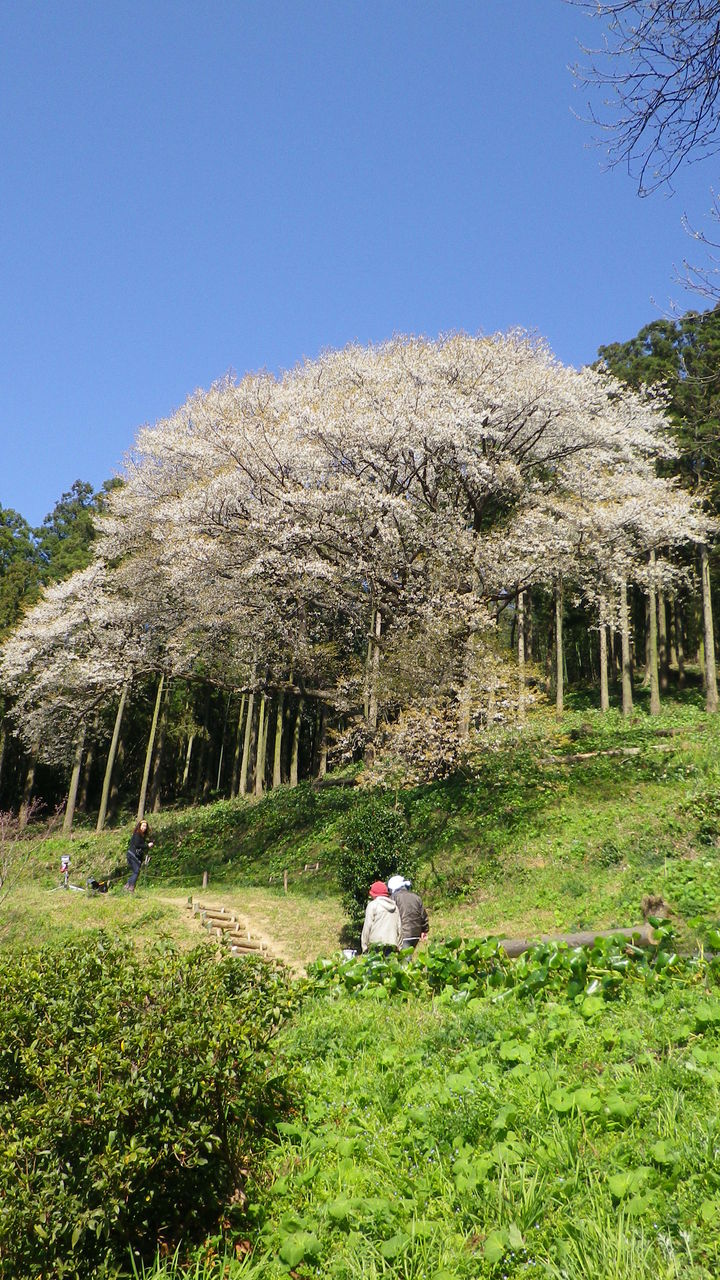 松国の大山桜