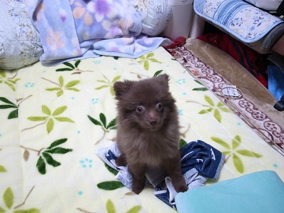 chokob