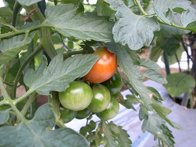 R0043164