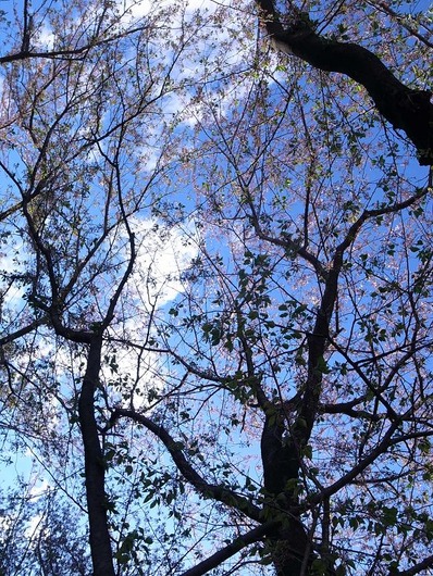 桜b