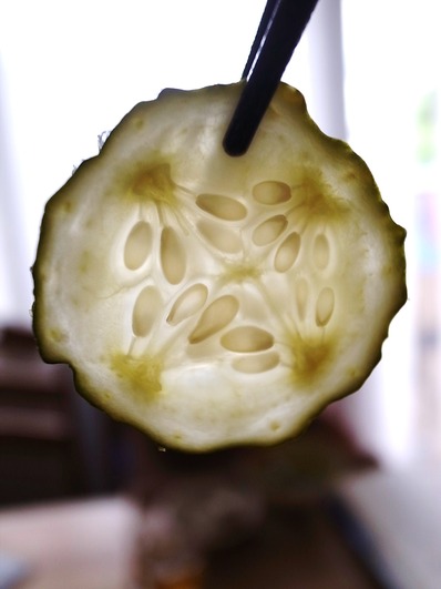巨大きゅうりのぬか漬け輪切り