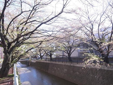 お花見b