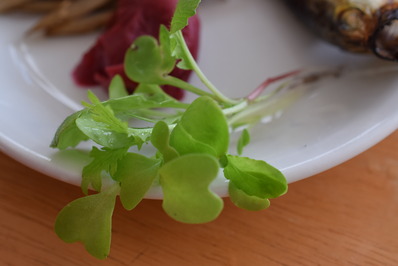 ベランダ菜園