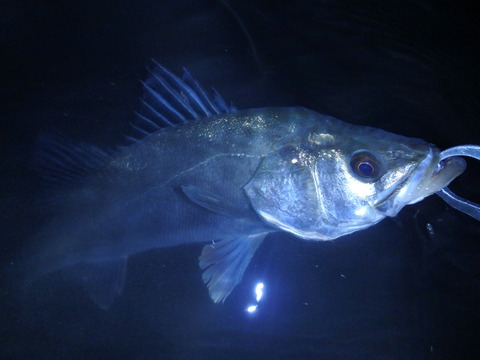 P2140054