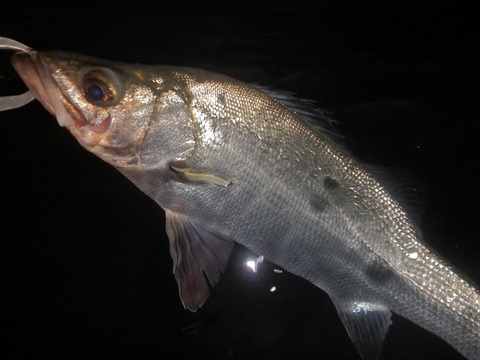P6200505