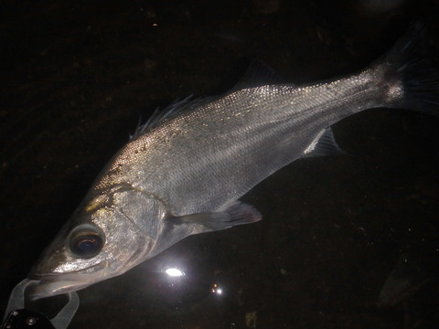 P6200483