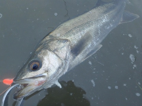 P5080036