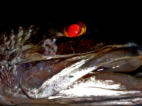 P4270076