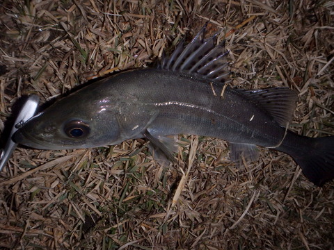 P1250070