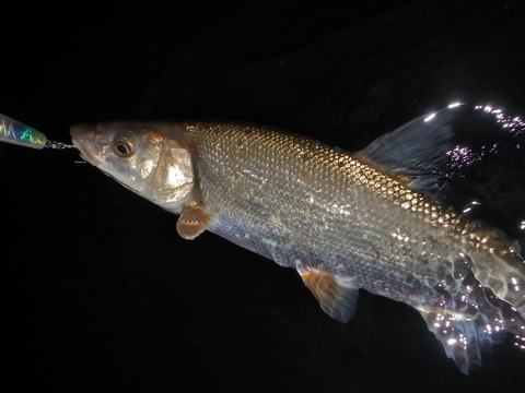 P7040454