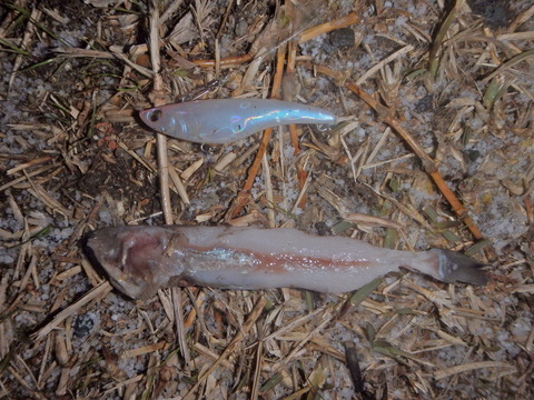 P1250040