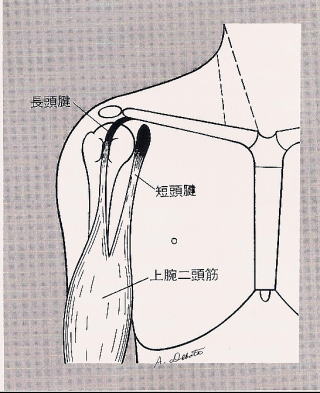scan%20gojuukata00031