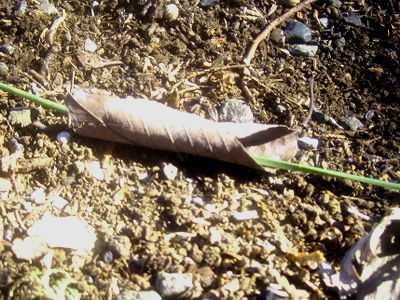 matuba