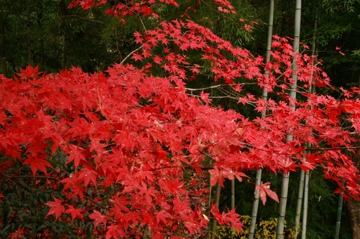 PICT0008