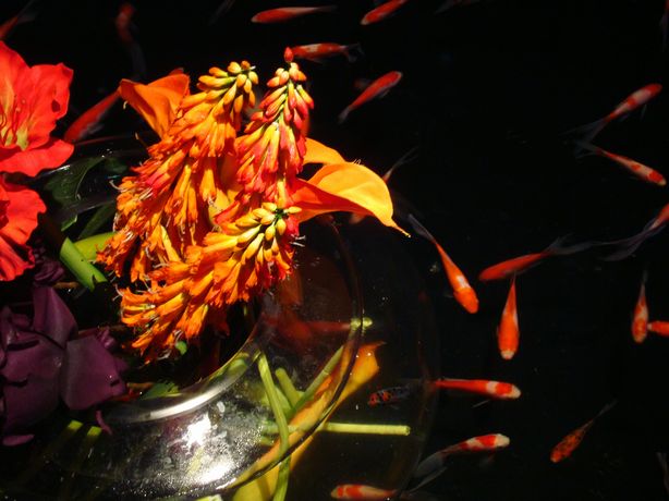 DSC01000