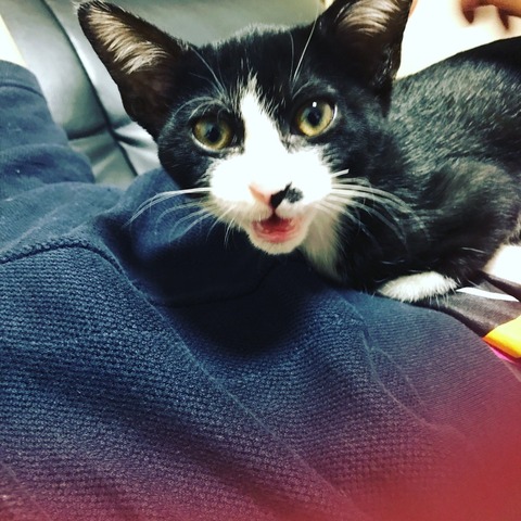 猫