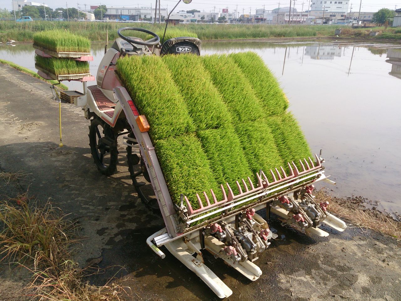 田植え5