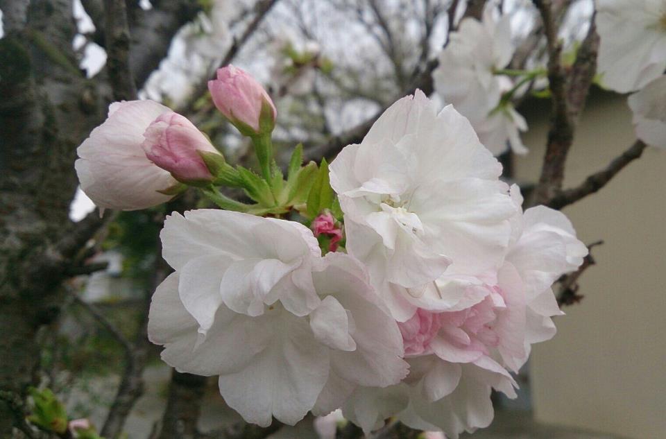 八重桜2