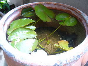 P1050321