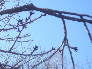 P1060338