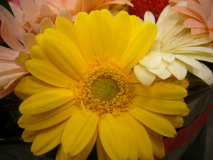 P1050225