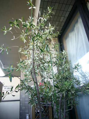 P1050312