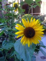 Sun Flower
