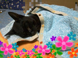 BlogPaint