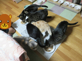 BlogPaint