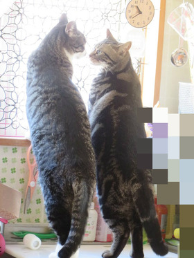 BlogPaint