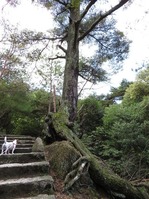 170918宮島弥山 (16)