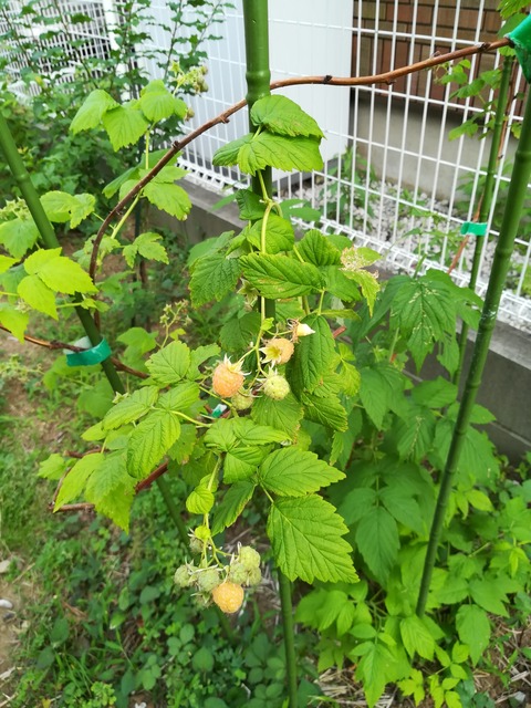 果樹レビュー】 ジョイゴールド (ラズベリー) 【総評Bランク】 : 果樹