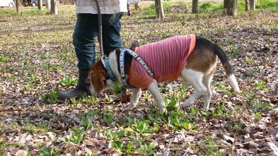 P1300424_resize1