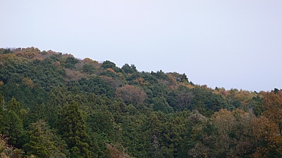 229036cb.jpg